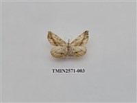 藏品(尺蛾80)的圖片